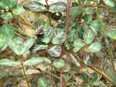 Chamaecrista hispidula