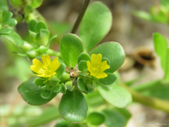 Portulaca oleracea