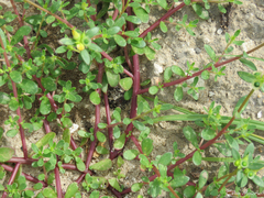 Portulaca oleracea