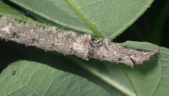 Catocala micronympha