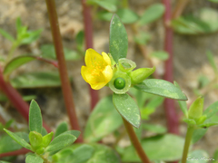 Portulaca oleracea