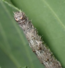 Catocala micronympha