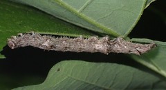 Catocala micronympha