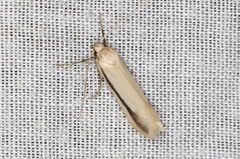 Philobota physaula
