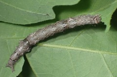 Catocala micronympha