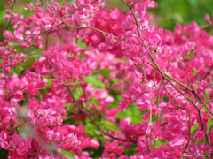 Antigonon leptopus