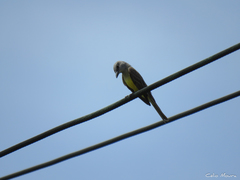 Tyrannus melancholicus