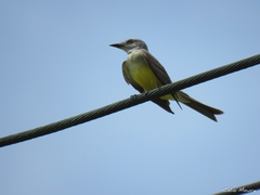 Tyrannus melancholicus