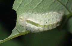 Satyrium calanus