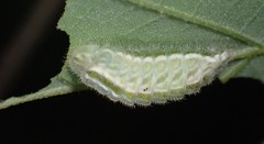 Satyrium calanus