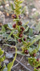 Patellifolia procumbens