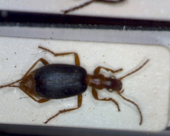 Brachinus psophia