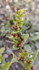 Patellifolia procumbens