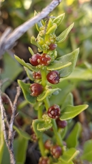 Patellifolia procumbens