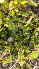 Patellifolia procumbens