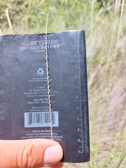 Enteropogon macrostachyus