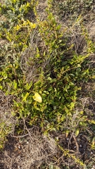 Patellifolia procumbens