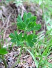 Corydalis conorhiza