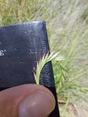 Enteropogon macrostachyus