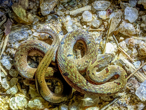 Photo of a Duméril's Kukri Snake (Oligodon sublineatus)