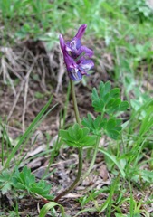 Corydalis conorhiza
