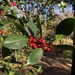 European Holly - Photo (c) mjdrumond, some rights reserved (CC BY-NC)