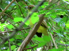 Chlorocichla flaviventris flaviventris