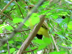Chlorocichla flaviventris flaviventris