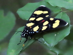 Heraclia africana
