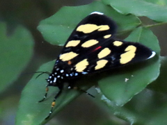 Heraclia africana