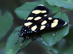 Heraclia africana