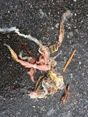 Lithobates palustris