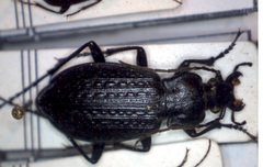 Carabus granulatus interstitialis