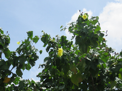 Hibiscus tiliaceus tiliaceus
