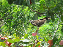 Rostrhamus sociabilis