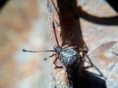 Latrodectus geometricus