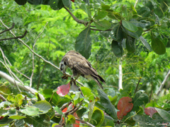 Rostrhamus sociabilis