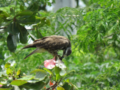 Rostrhamus sociabilis