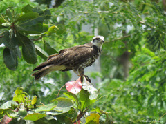 Rostrhamus sociabilis