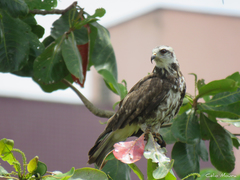 Rostrhamus sociabilis