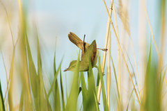 Acrocephalus arundinaceus