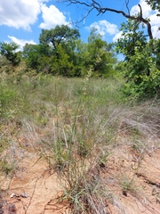 Schmidtia pappophoroides