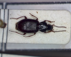 Pterostichus strenuus