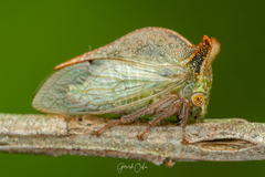 Vestistilus vacca