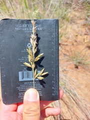 Schmidtia pappophoroides