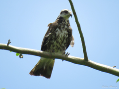 Rostrhamus sociabilis