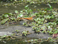 Furnarius figulus figulus