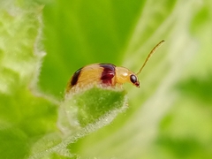 Monolepta bifasciata