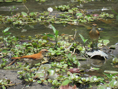 Furnarius figulus figulus