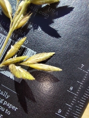 Schmidtia pappophoroides